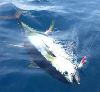 Pesca de atun